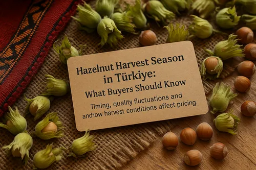 Turkish hazelnut harvest season in Black Sea region